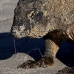 dragon_komodo_hsb_rinca_v_0637_kom2406.jpg